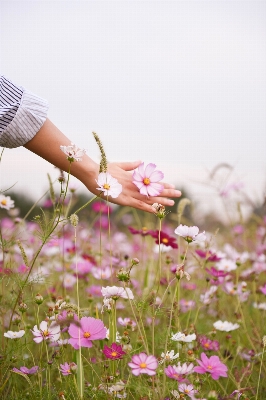 Hand blossom plant field Photo