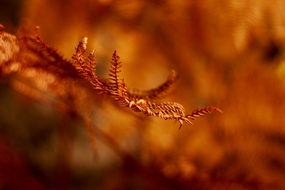 Baum natur zweig anlage