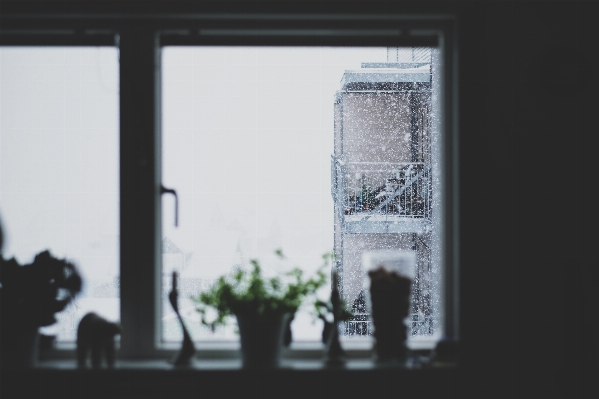 Snow plant white window Photo