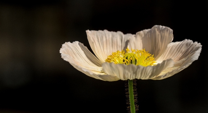 花 植物 写真撮影 花弁 写真