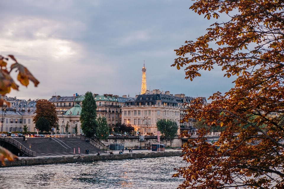 árvore prédio cidade torre eiffel