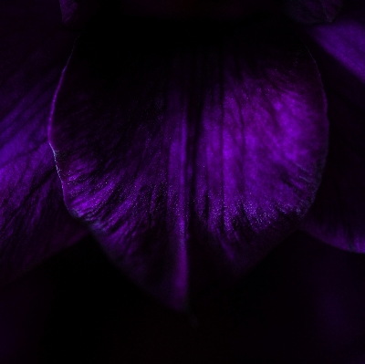 Light leaf flower purple Photo