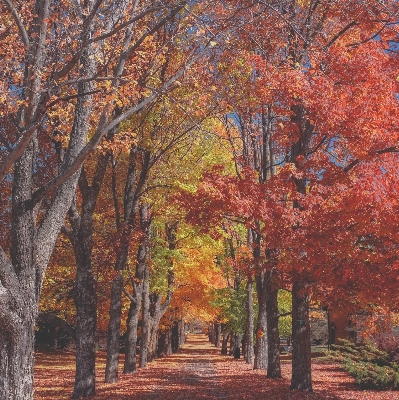 Foto Albero foresta ramo pianta