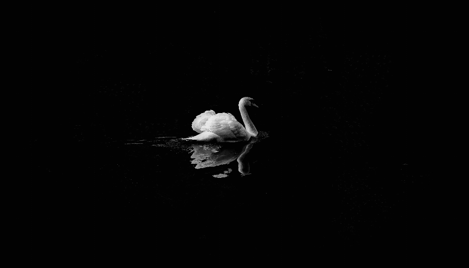 Pájaro ala en blanco y negro
 lago