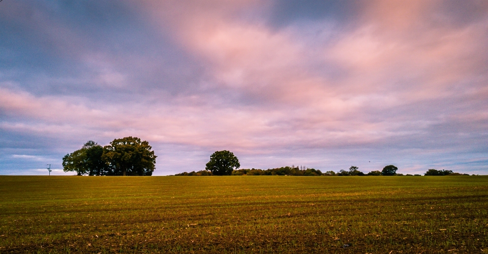 Landschaft baum natur gras