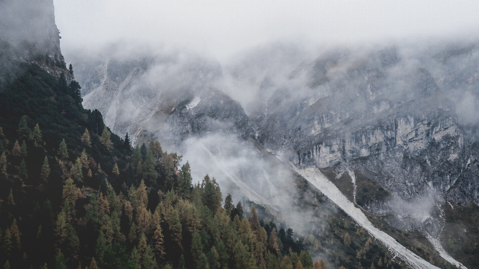 Foresta natura selvaggia
 montagna nebbia