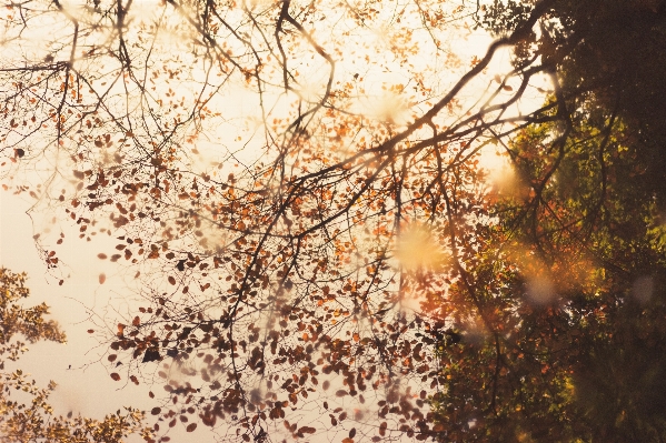 Foto Albero ramo fiore pianta