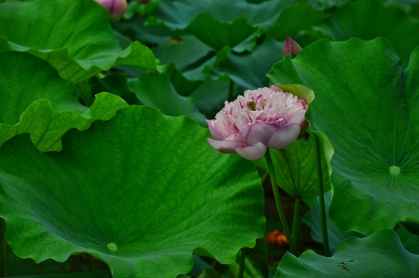 Plant leaf flower petal Photo