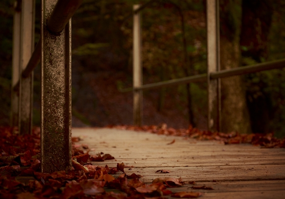 Tree nature forest path Photo