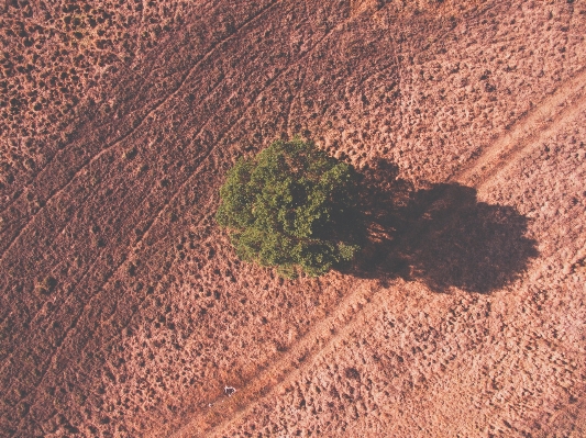 Landscape tree path sand Photo