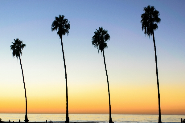 Beach sea tree ocean Photo