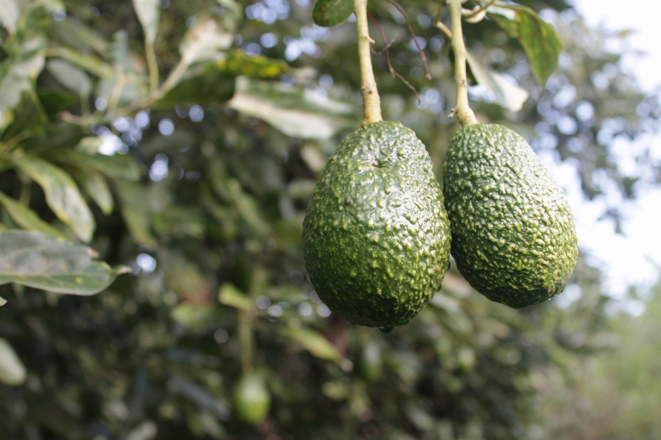 Albero ramo pianta frutta