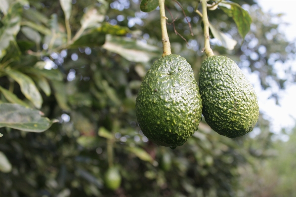 Foto Albero ramo pianta frutta