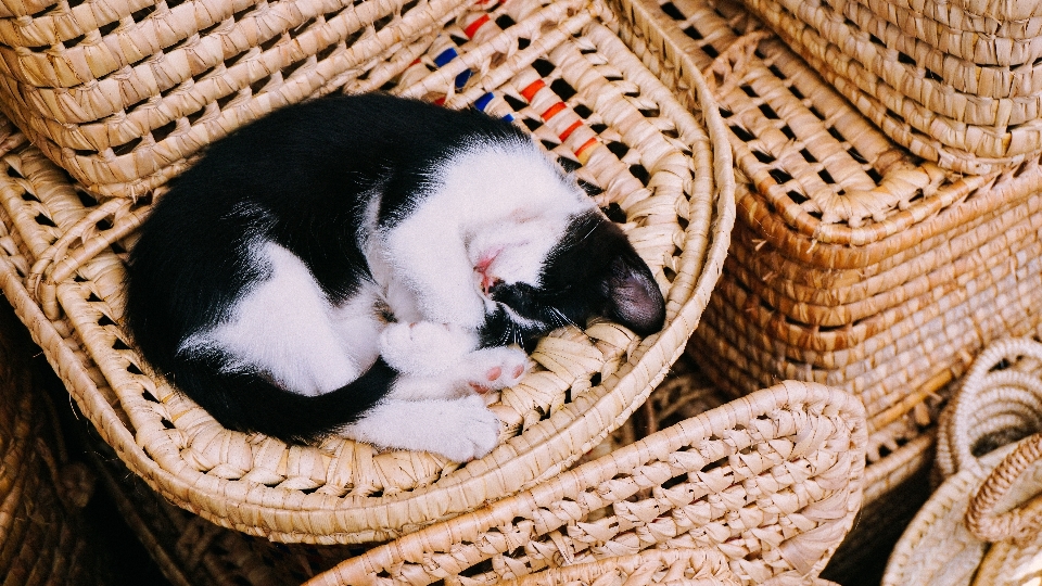 Cucciolo animale domestico gattino