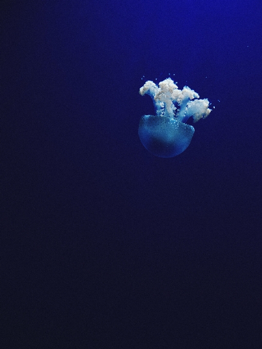 海洋 水下 生物学 海蜇