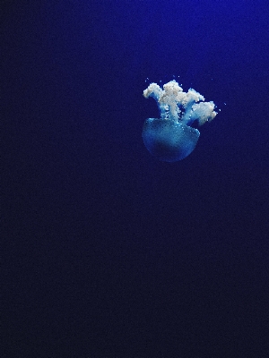 Ocean underwater biology jellyfish Photo