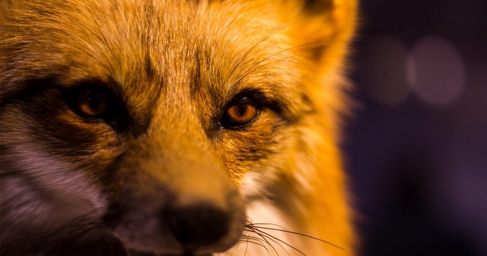 Tierwelt säugetier fuchs fauna