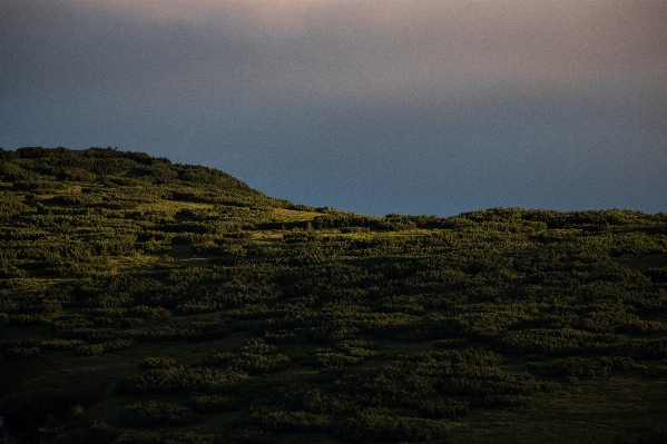 Landscape sea coast tree Photo