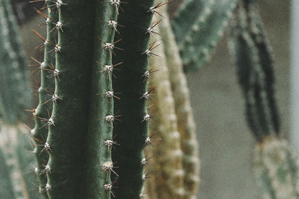 Cactus
 planta flor botánica
