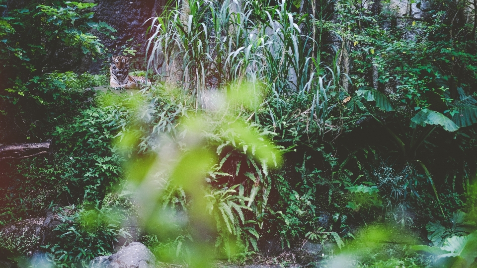 树 森林 沼泽 植物