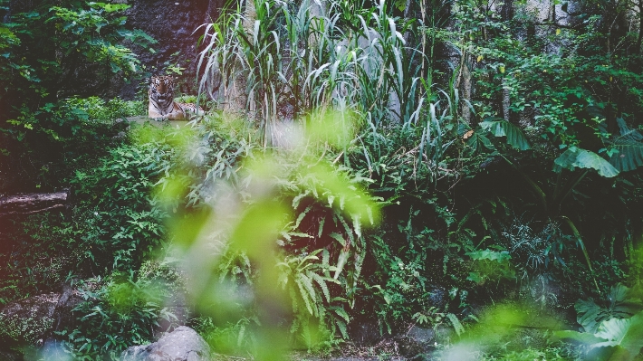 Tree forest swamp plant Photo