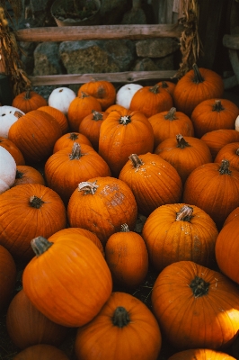 Anlage fallen produzieren herbst Foto