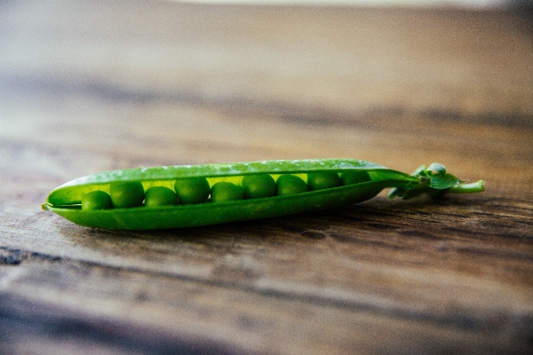 Plant leaf flower bean Photo