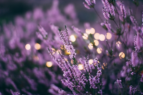 Nature grass branch blossom Photo