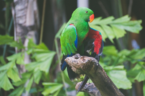 Photo Bifurquer oiseau feuille faune