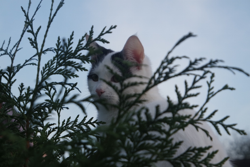 Baum zweig schnee vogel