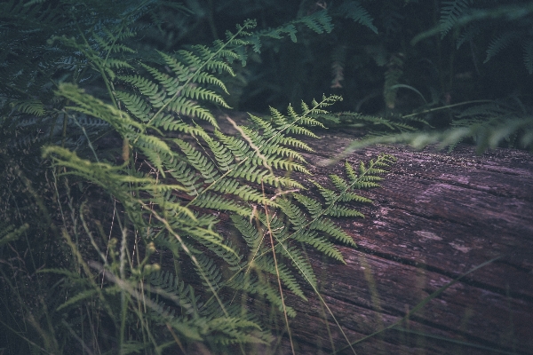 Tree nature forest branch Photo