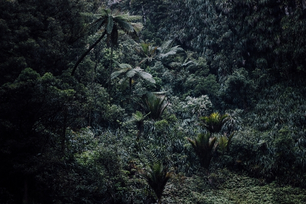 Foto árbol naturaleza bosque desierto
