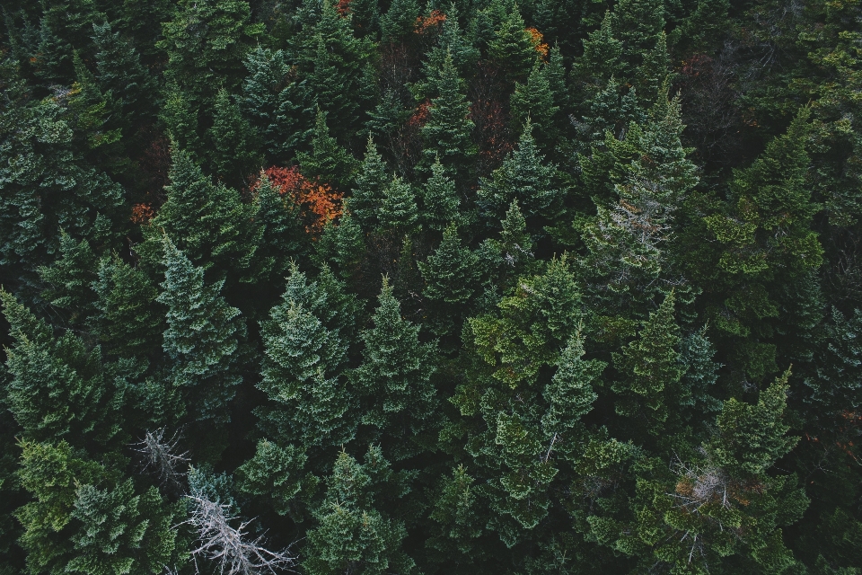 árbol bosque planta madera