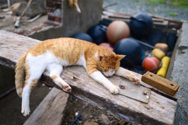 Foto Satwa margasatwa kebun binatang bulu