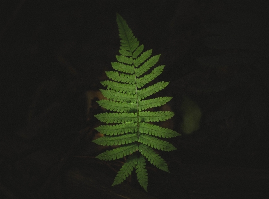 Foto Albero ramo pianta foglia