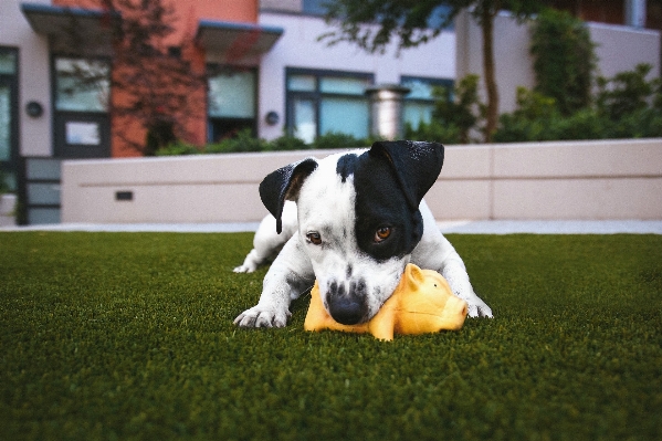 草 子犬 犬 ペット 写真