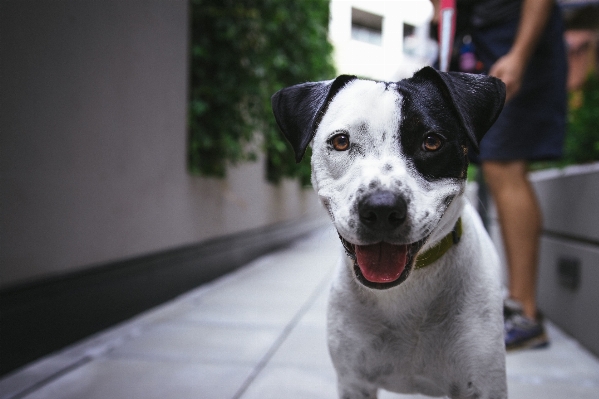 Alley puppy dog pet Photo