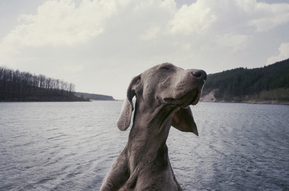 Chien animal canin
 mammifère