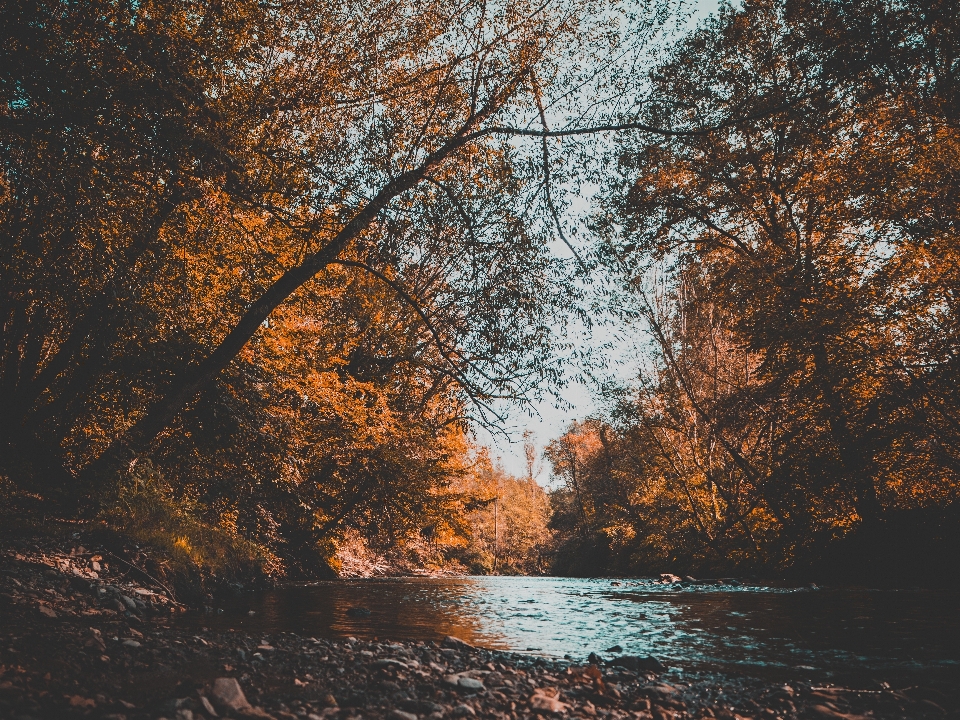 Paisagem árvore água natureza