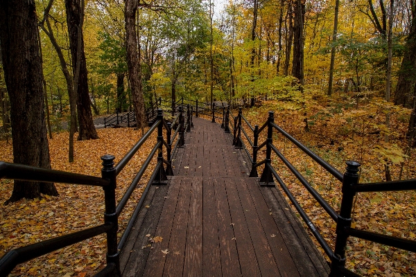 Tree nature forest wilderness Photo