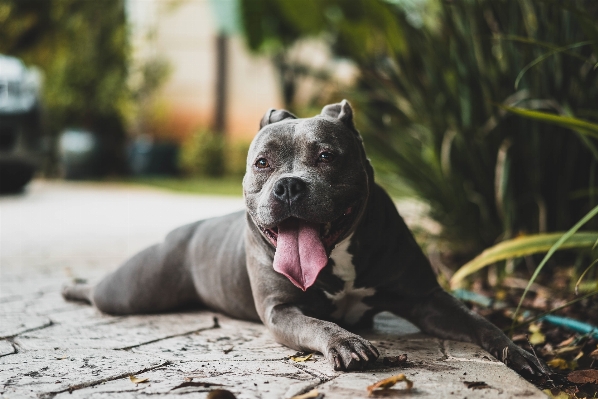 Foto Anjing peliharaan mamalia buldog