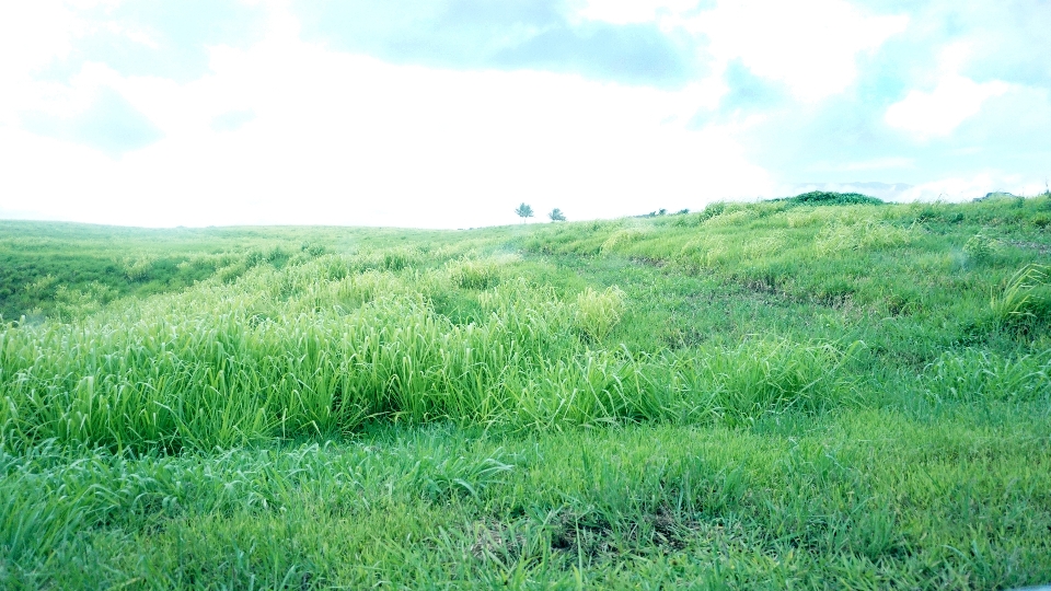 Paisagem grama pântano
 plantar