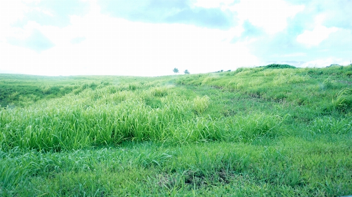 Landscape grass marsh plant Photo