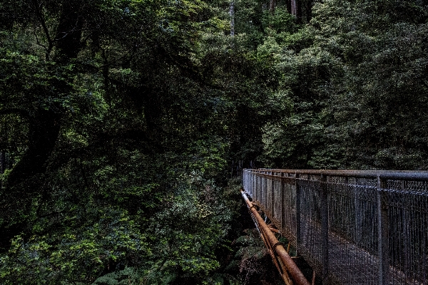 木 自然 森 荒野
 写真