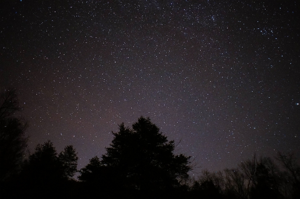 Tree sky night star Photo