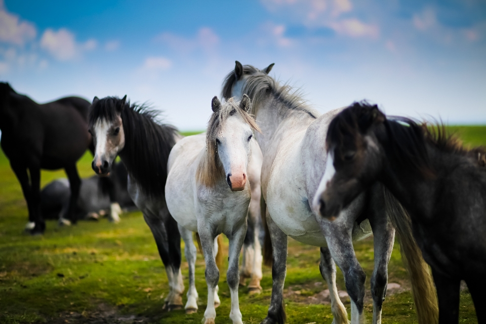 Meadow animal herd pasture