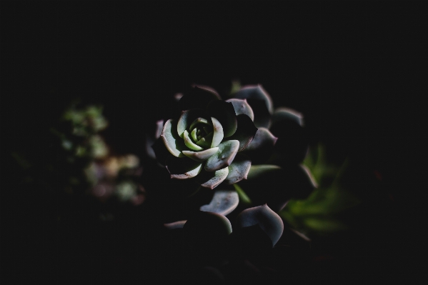 Light plant photography leaf Photo