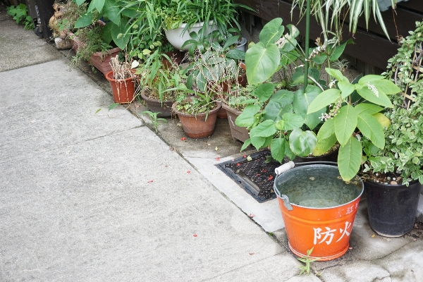 植物 草地 花 草本植物 照片