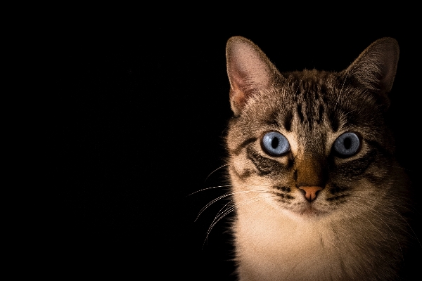 Foto Bianco e nero
 animale domestico gattino