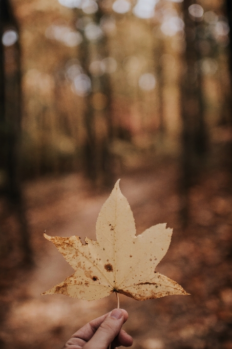 Hand tree nature branch